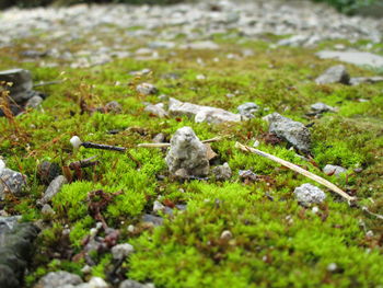 Close-up of snake on grass