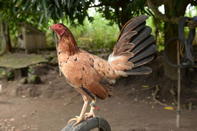 Close-up of rooster