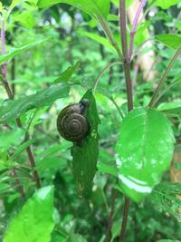 Close-up of snail on leaf