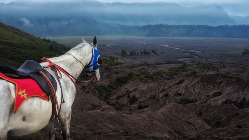 View of a horse on landscape