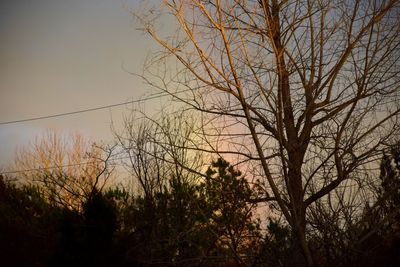 Silhouette trees against sky during sunset