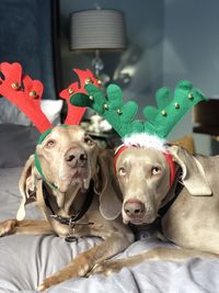 Weimaraneristmas