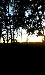 Silhouette of trees on field at sunset