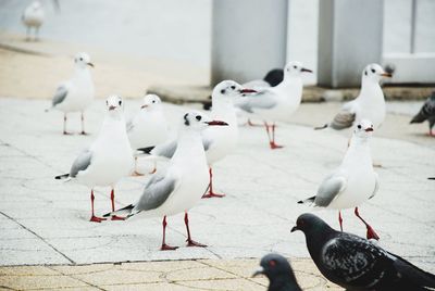 Seagulls perching on shore