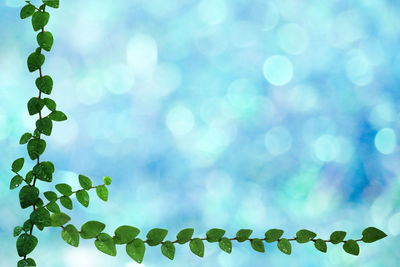 Close-up of plants against blurred background