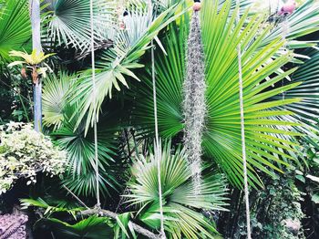 Full frame shot of palm trees