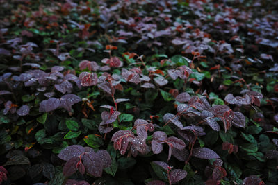 Close-up of hydrangea flowers