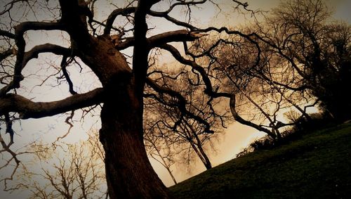 Bare trees against sky