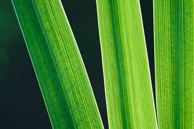 Close-up of green leaf