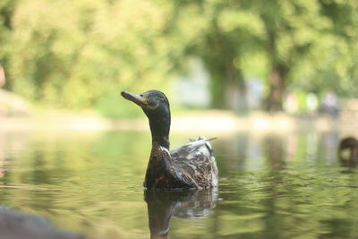 Close-up of bird in water