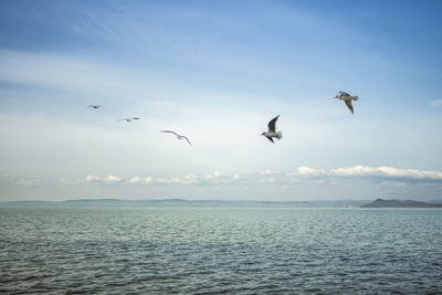 Seagulls flying over sea against sky