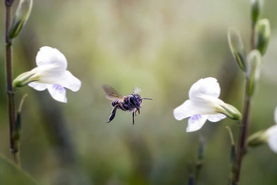 Close-up of flying bee pollinating on white flower