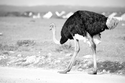 Side view of a bird on field