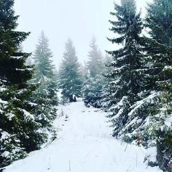 Snow covered pine trees in forest against sky