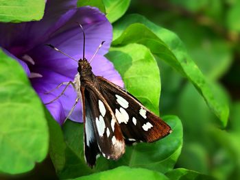Close-up of butterfly pollinating on purple flower