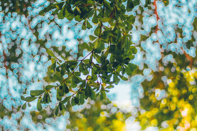 Low angle view of plants