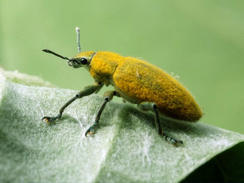 Close-up of insect