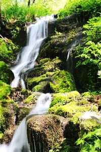 Stream flowing through forest