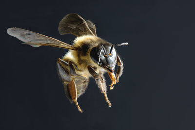 Close-up of bee over black background