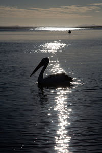 Duck swimming in sea