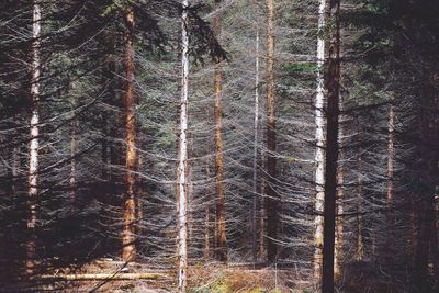 Full frame shot of tree trunk