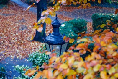 Close-up of autumn leaves