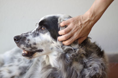 Close-up of hand with dog