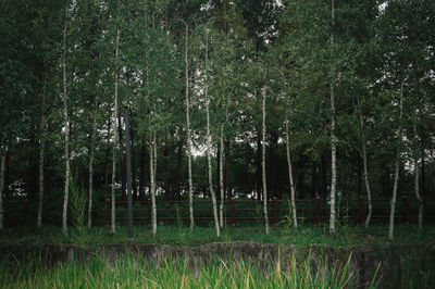 Trees in forest