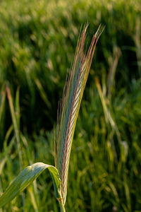 Close-up of wheat growing on field