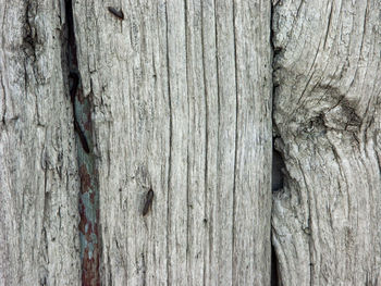 Full frame shot of tree trunk