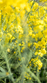 Close-up of yellow flowering plants on field