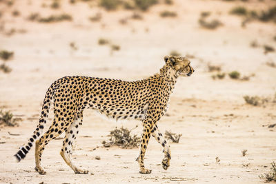 View of a cat on land