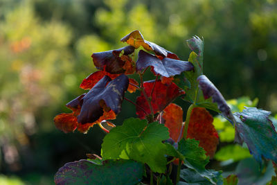 Close-up of leaves on plant