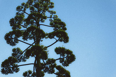 Low angle view of tree against clear sky