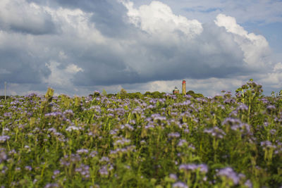 Flowering plants on field against sky