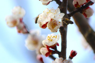 Close-up of cherry blossom
