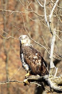 Bird perching on branch