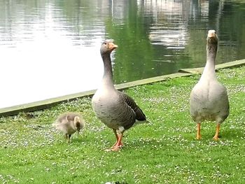 View of birds on lakeshore