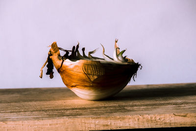 Close-up of dried fruits on table