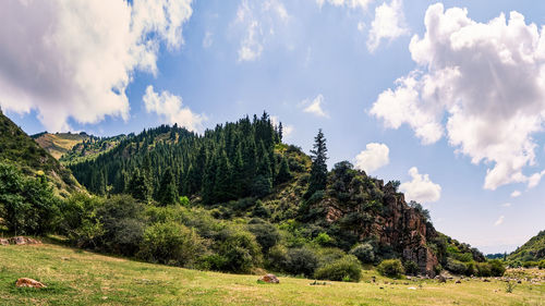 Panoramic view of trees on field against sky