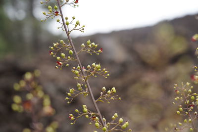 Close-up of flowering plant against tree