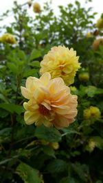 Close-up of yellow flowers blooming outdoors