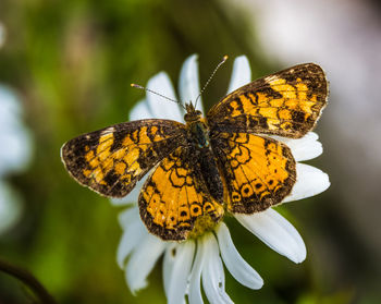 Close-up of butterfly perching on flower