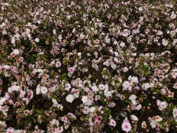 Close-up of pink cherry blossoms in spring