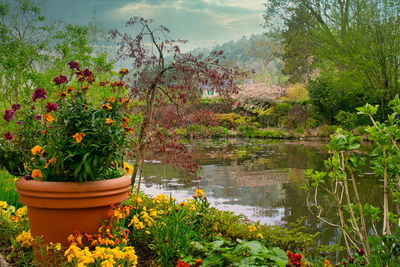 Potted plants by lake against trees