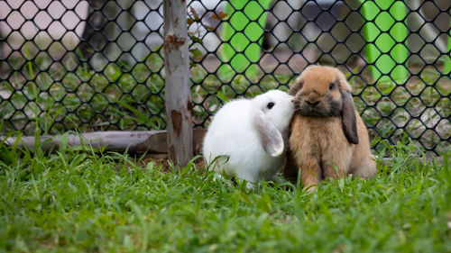 Two cute rabbits loving and playing in the meadow green grass together.