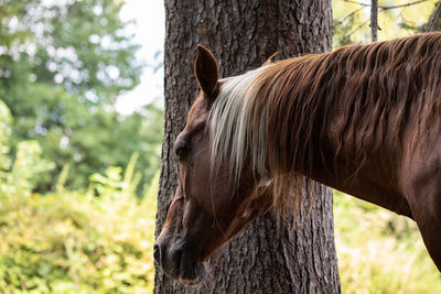 Close-up of an animal on tree trunk