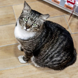 Portrait of cat resting on floor