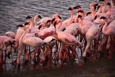 Flock of flamingos in a pink freezing frenzy on the lake