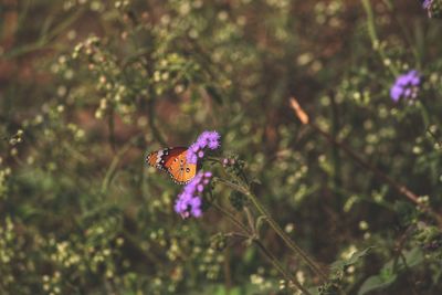 Butterfly pollinating on purple flower